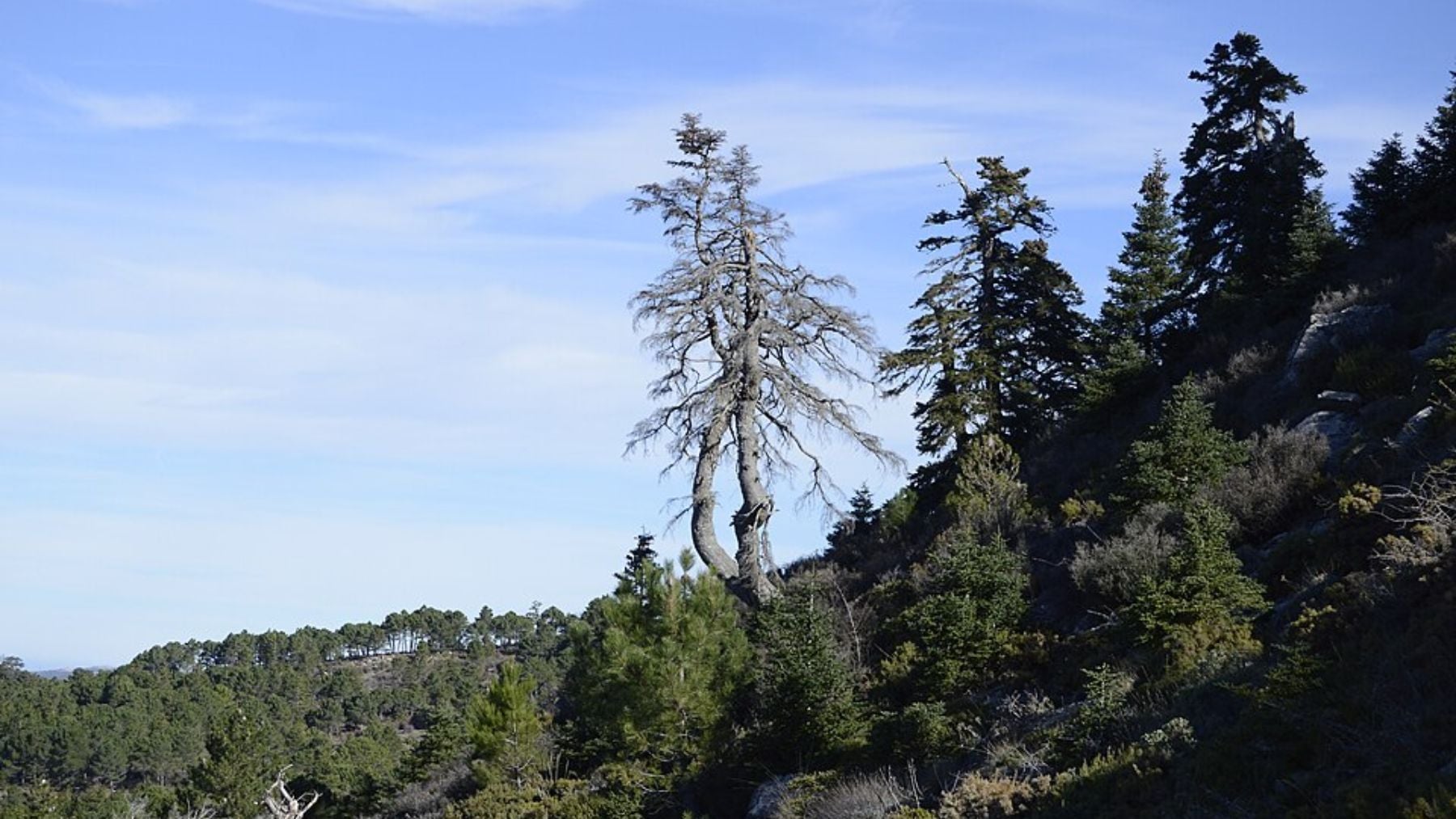 Puedes ver este árbol por el campo, pero es una de las principales especies de flora andaluza en peligro de extinción