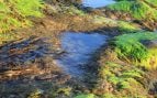 Empresa de Almería algas, uso de microalgas en agricultura, mejora del suelo agrícola con microalgas, facturan 14 millones con microalgas.