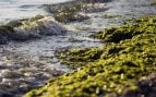 Usan algas para mejorar los invernaderos, ia en invernaderos de Almería, cómo mejorar agricultura con algas, robótica y algas, uso de IA y algas en el campo almeriense.