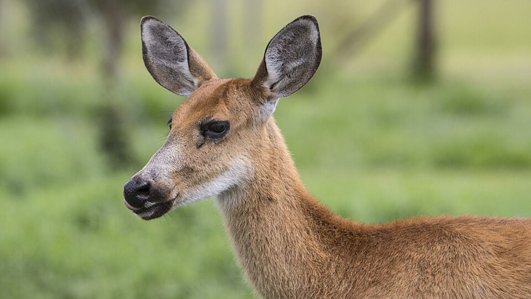 La zoología está de enhorabuena: el ciervo más grande de Sudamérica deja de estar en peligro de extinción