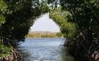 Conservación manglares en Perú, carbono azul y manglares peruanos, protección manglares en Perú, qué es el carbono azul.