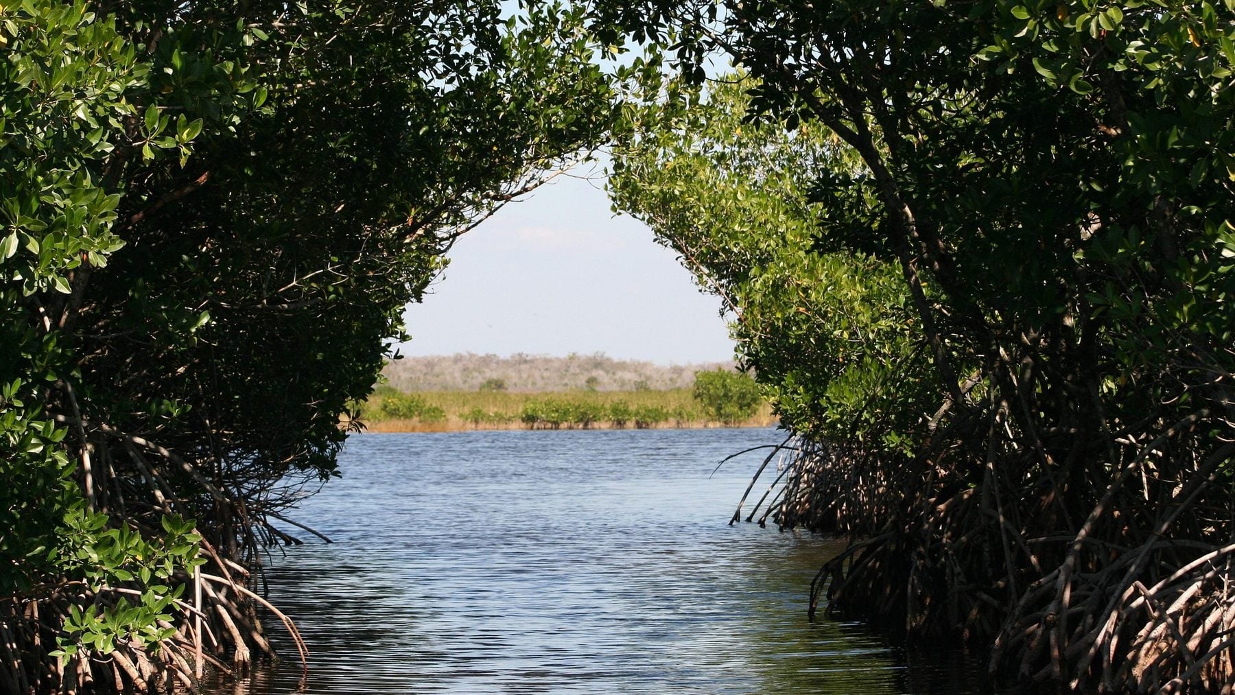 Manglar.