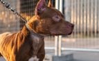 Perros, animales, mascotas