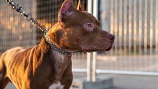 Perros, animales, mascotas
