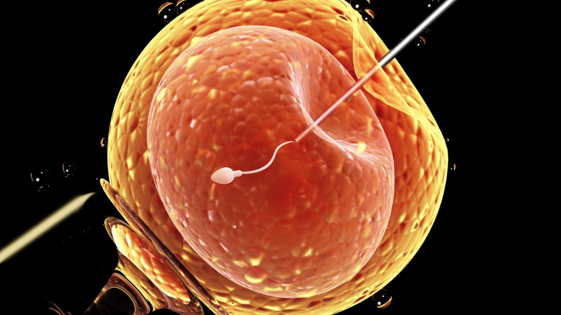 La dieta mediterránea y la microbiota vaginal influyen en el éxito de la inseminación