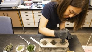 La estudiante de doctorado de la Universidad de Washington, Meng-Yen Lin, vierte muestras de cemento verde en moldes para curarlas y luego probar sus propiedades estructurales. Foto: Mark Stone/Universidad de Washington