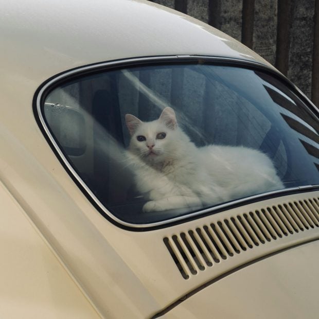 Europa cambia las normas de viaje para mascotas y establece un m&aacute;ximo de cinco animales por veh&iacute;culo