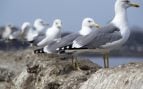 Censo de gaviotas patiamarillas en 2026, censo de gaviotas, declive de gaviotas en 2026, por qué desaparece la gaviota, problema gaviotas norte de España.