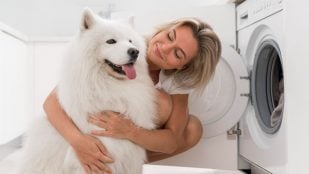 Perro pelos lavadora