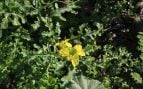 Especies de flora, isla, naturaleza