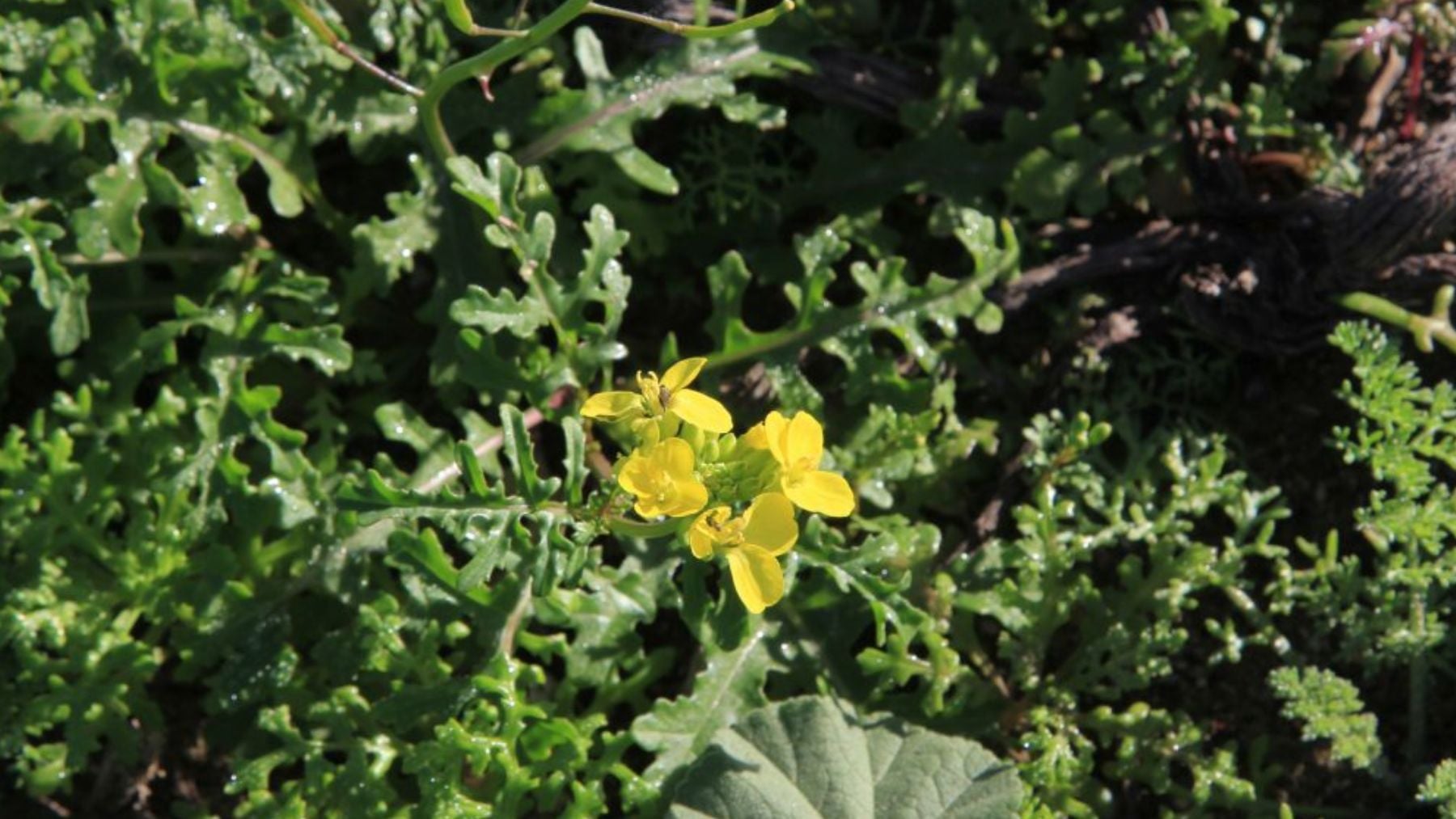 Solo existe en una remota isla española deshabitada y es una de las especies de flora más amenazadas del mundo