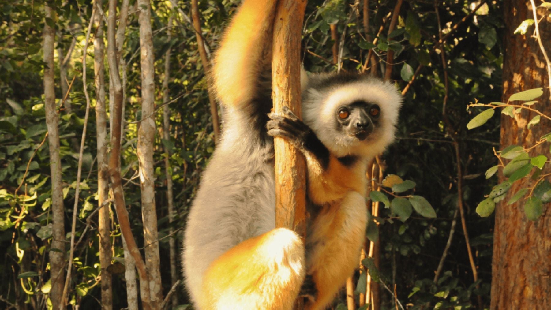 Madagascar se suma a la fiesta: reforesta un enorme bosque con hongos y 100 especies de árboles para salvar al lémur