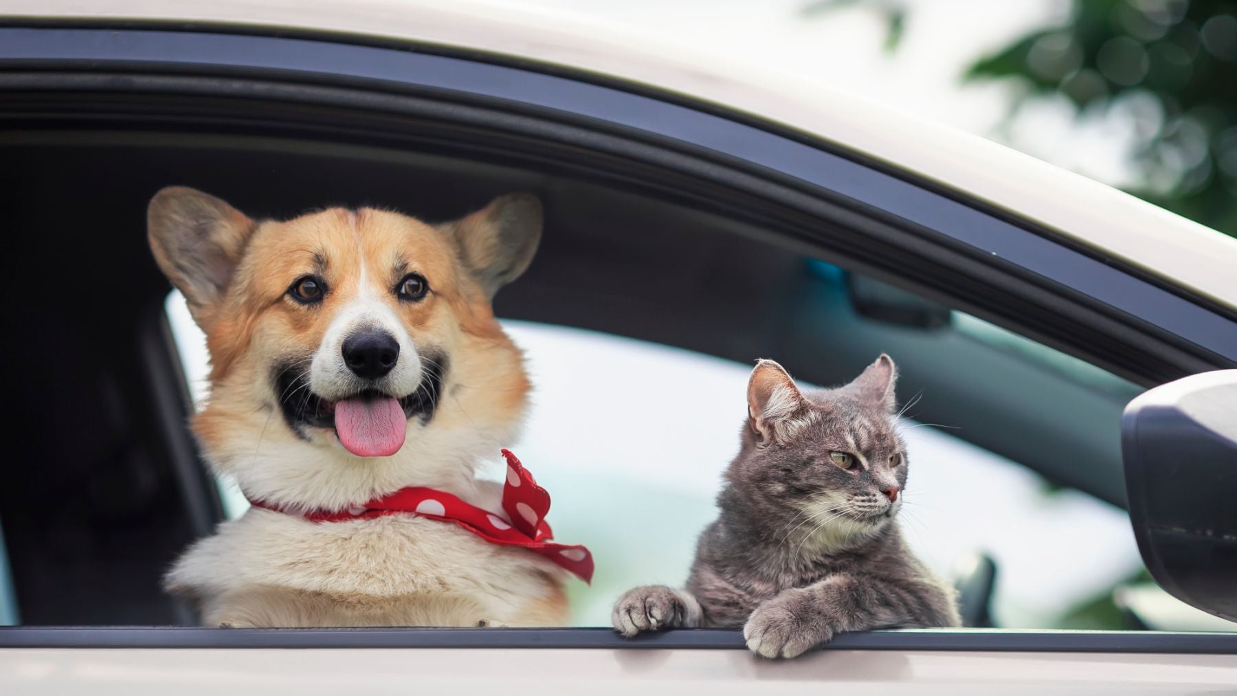 La Unión Europea determina que podemos llevar hasta cinco mascotas en un viaje no comercial.