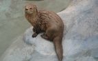Nutria, animales, naturaleza