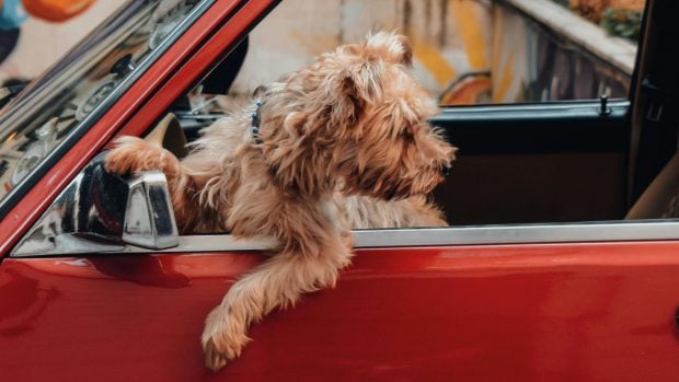 Europa cambia las normas de viaje para mascotas y establece un m&aacute;ximo de cinco animales por veh&iacute;culo