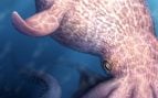 Pulpo, animales, especie, ciencia