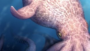 Pulpo, animales, especie, ciencia