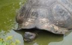 Tortugas, animales, curiosidades