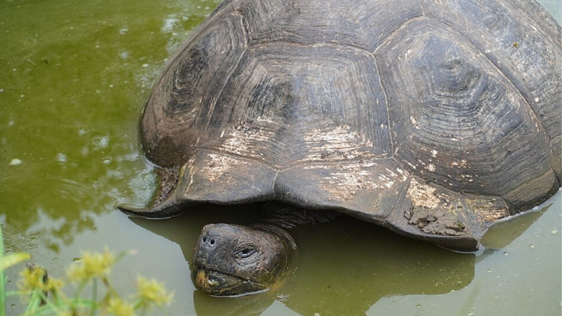 Hito para la zoología mundial: reintroducen 10 tortugas gigantes y recuperan en 6 meses procesos de hace 180 años