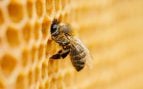 Hoy se celebra el Día Mundial de las Abejas.