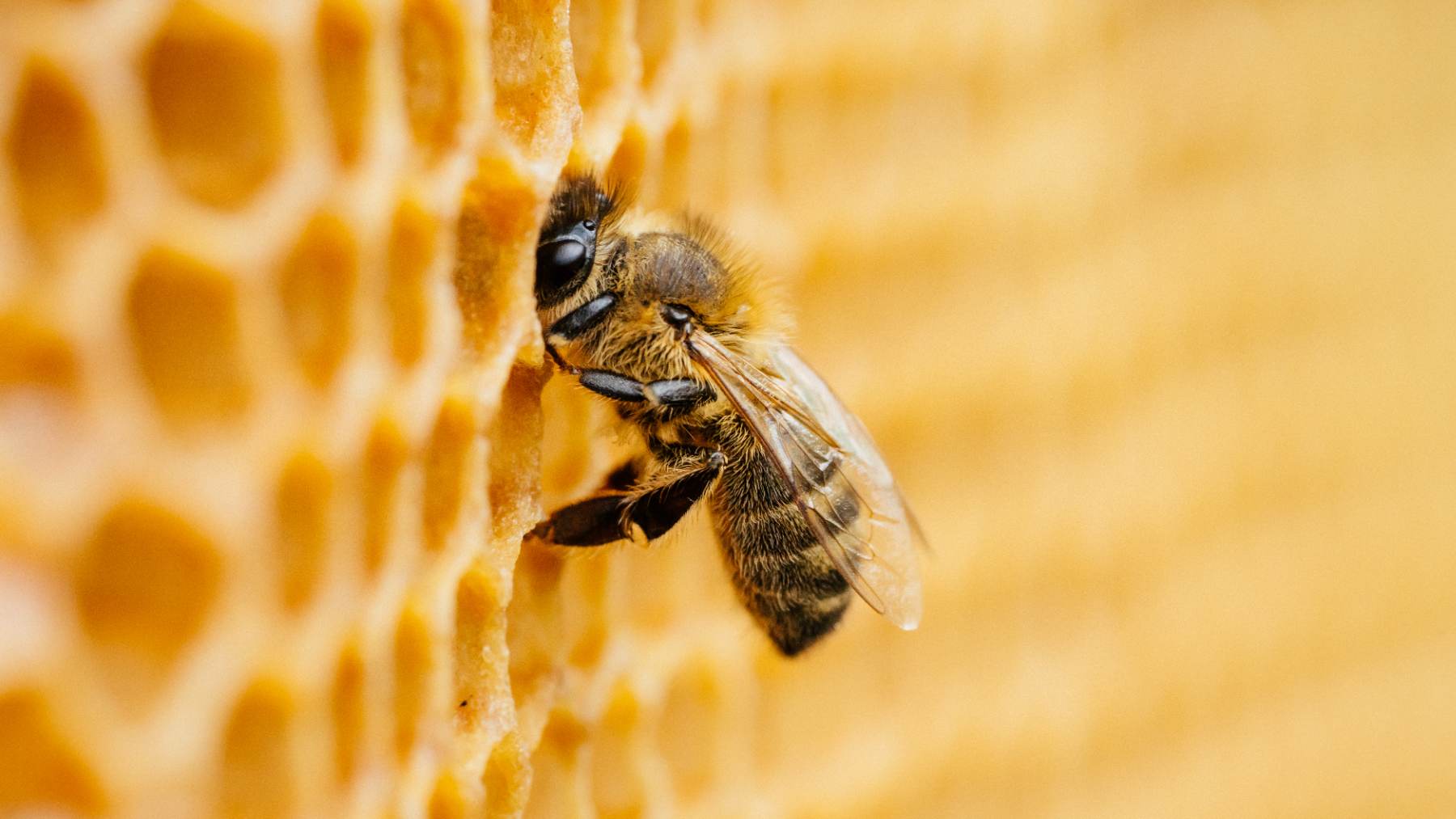 Hoy se celebra el Día Mundial de las Abejas.