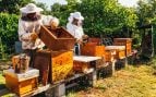 Apicultores, abejas, miel, alimentación, crisis