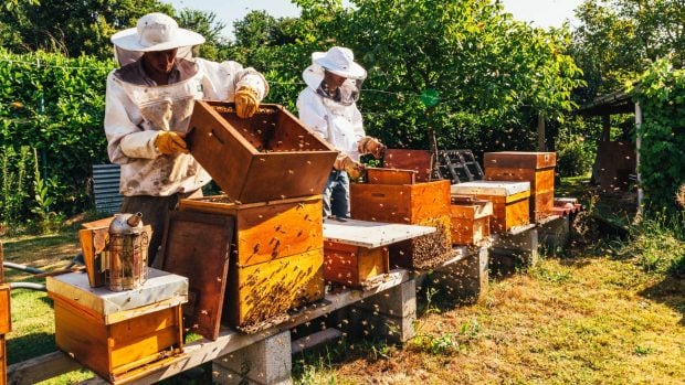 D&iacute;a Mundial de las Abejas: un reconocimiento a estos polinizadores y al padre de la apicultura moderna