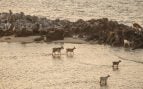 Cabras