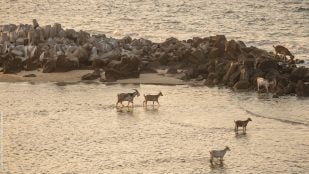 Cabras