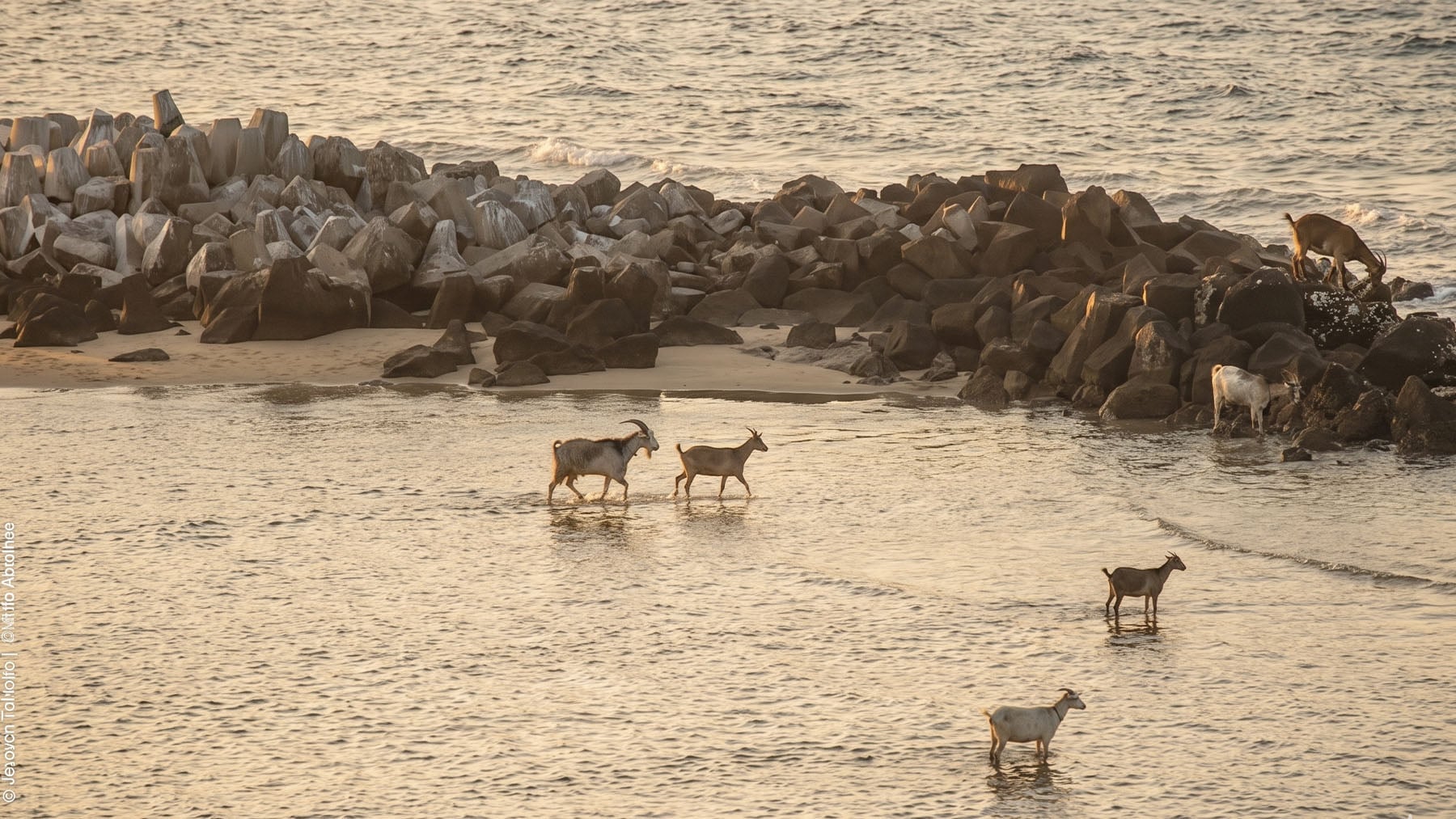 La comunidad zoológica sigue sin explicárselo: un rebaño de cabras lleva 300 años habitando una isla sin agua dulce