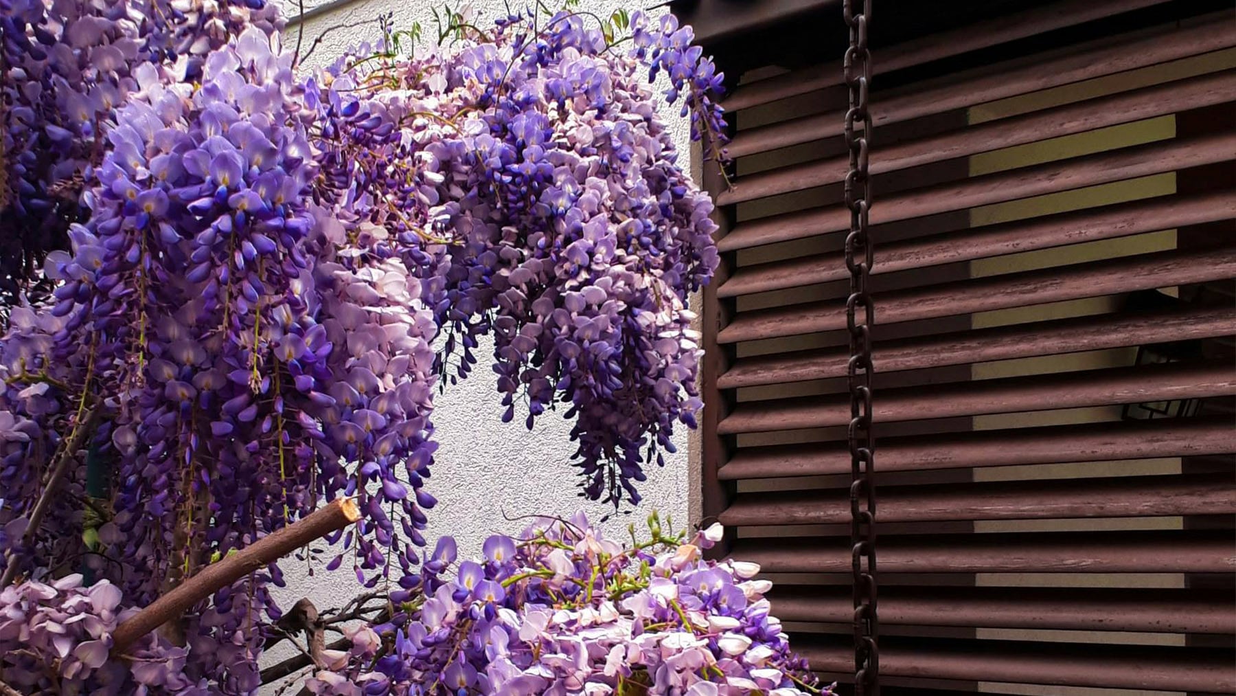 Ni rosales ni hortensias: la mejor planta que puedes plantar en tu balcón para dar sombra y crear un vergel