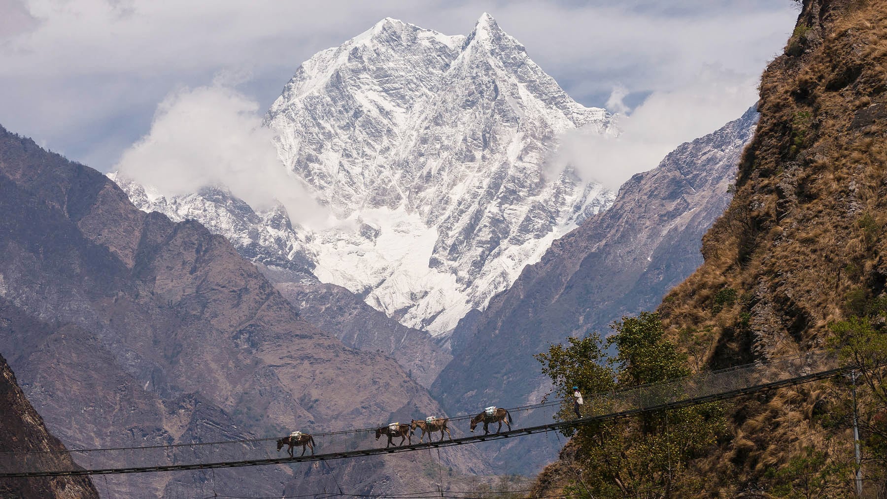 Honda preocupación entre los científicos: el Himalaya cada vez tiene más árboles y no es buena noticia para el ecosistema