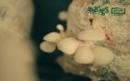 Hongos que se alimentan de plástico. Foto: Captura del vídeo de YouTube de Outlawes films