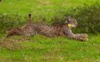 lince ibérico