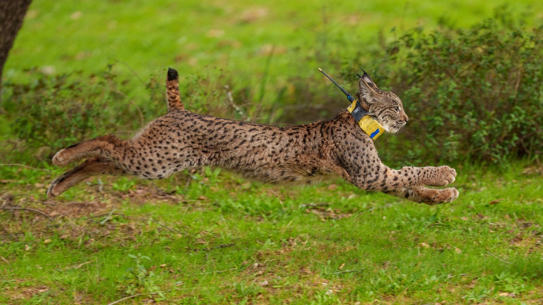 Un lince ibérico. (Foto: EP)
