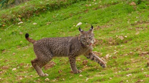 Lince liberado en la finca La Matallana en Lora del R&iacute;o, Sevilla. (Foto: Francisco J. Olmo/Europa Press).