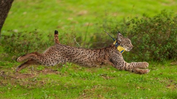 Lince liberado en la finca La Matallana en Lora del R&iacute;o, Sevilla. (Foto: Francisco J. Olmo/Europa Press).