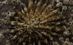 Lapa, animales, Melilla, curiosidades, fauna