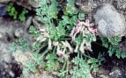 Especies de flora, Ceuta, naturaleza