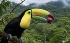 tucán, ave, animales, especie