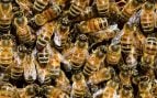 Encuentran millones de abejas en un cementerio de Nueva York, abejas en cementerio de Estados Unidos, panal de abejas, colmena de abejas gigante, importancia abejas.