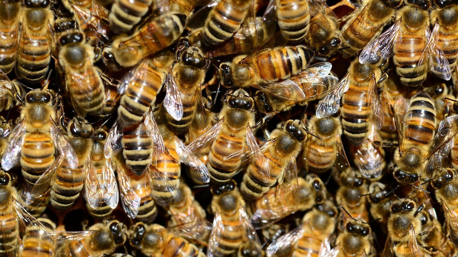 Los científicos no dan crédito: descubren una descomunal colonia de 5,5 millones de abejas en un cementerio de EE.UU.