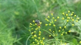 No mates nunca una abeja si la ves merodeando tu casa: qué significa y por qué es bueno, según el Feng Shui
