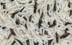 Competencia de arroz asiático, problema agricultores con el arroz, agricultura y arroz, arrozal europeo, arroz de Asia frente al de Europa.