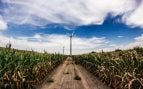 Luchar contra las plagas en la industria agrícola, plagas en agricultura, usan CO2 contra plagas agrícolas.