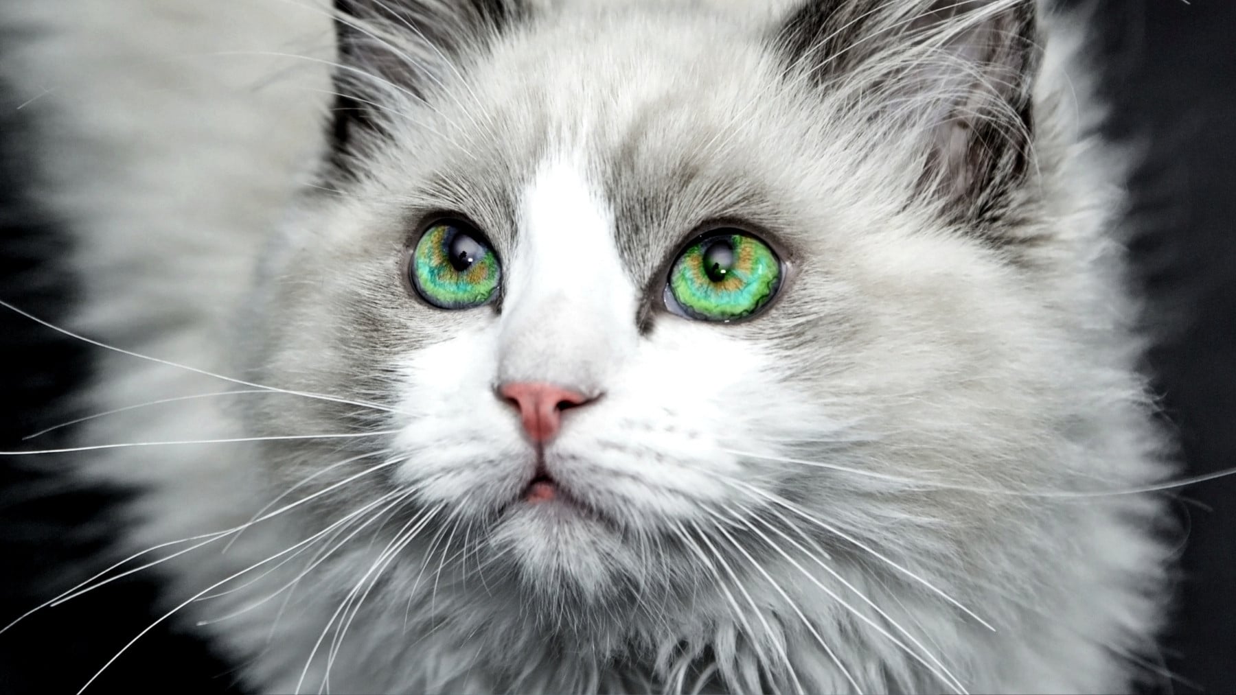 Qué es la regla del 3-3-3 en los gatos y para qué sirve: los veterinarios han demostrado que funciona