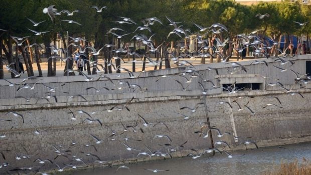 Aves sobrevolando el r&iacute;o Manzanares. (Foto: Europa Press).