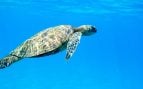 Tortugas marinas, animales, naturaleza