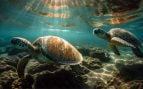 Tortugas marinas, animales, Hawái