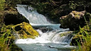 Usan GPS para monitorizar estrés hídrico de los bosques, ciencia española usa GPS para estudiar los bosques, estrés hídrico de los bosques, revolución botánica española.